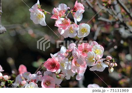 華やかに咲く 75131969