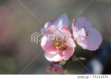 華やかに咲く 華やかに咲く 75131970