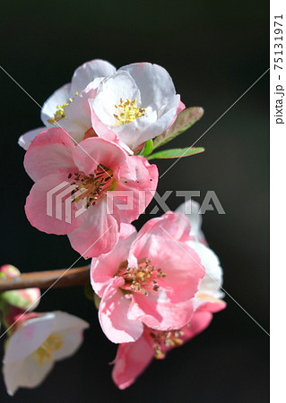華やかに咲く 華やかに咲く 75131971