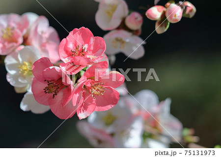 華やかに咲く 75131973