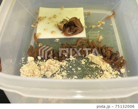 並んで餌を食べるナメクジ 75132006