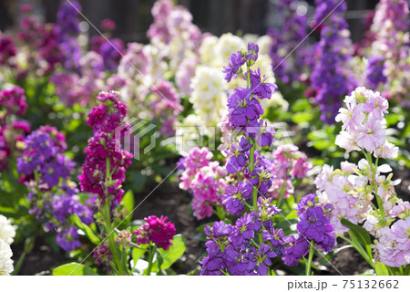 アラセイトウ 75132662