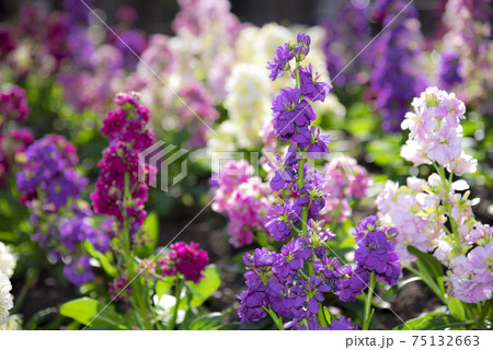 アラセイトウ 75132663