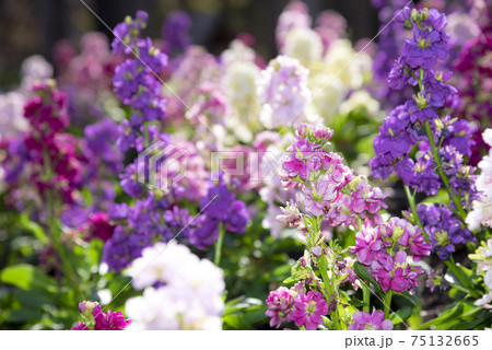 アラセイトウ 75132665