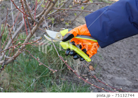Female farmer with pruner shears the tips of nectarine tree 75132744