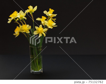 Bouquet of yellow daffodils in vase on a black background. Bouquet of yellow daffodils in vase on a black background. 75132762
