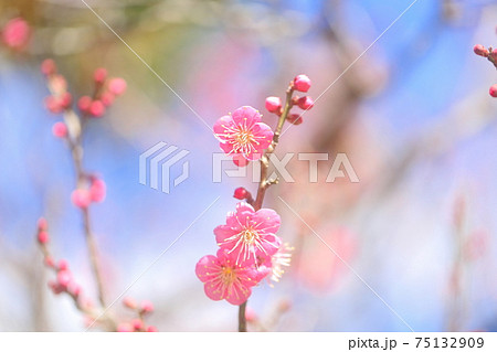 春を告げる梅の花 春を告げる梅の花 75132909