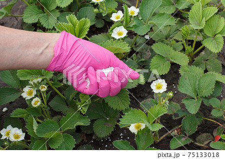 Farmer hand giving chemical fertilizer to young strawberry plants Farmer hand giving chemical fertilizer to young strawberry plants 75133018