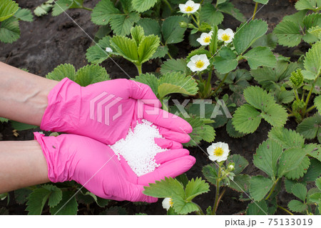 Farmer hands giving chemical fertilizer to young strawberry plants 75133019