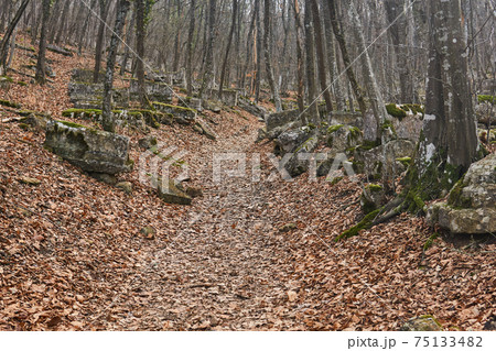 trail through the ancient overgrown cemetery trail through the ancient overgrown cemetery 75133482