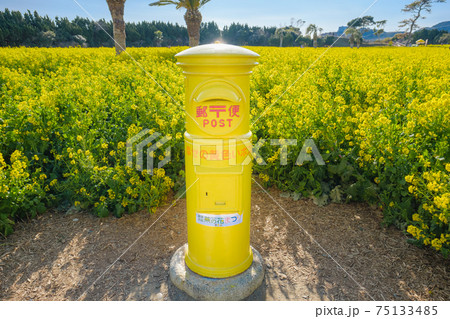 菜の花畑の幸せの黄色いポスト 75133485