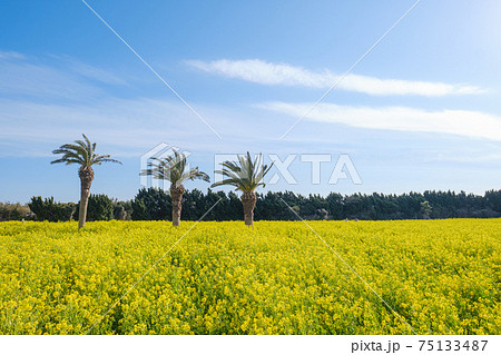 満開の菜の花畑 満開の菜の花畑 75133487