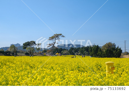 満開の菜の花畑と幸せの黄色いポスト 75133692