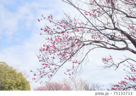 満開の梅の木 75133713