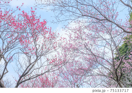 青空と梅の花 75133717