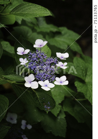 紫陽花 75133765