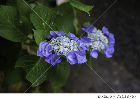 紫陽花 75133767