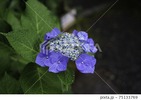 紫陽花 75133769