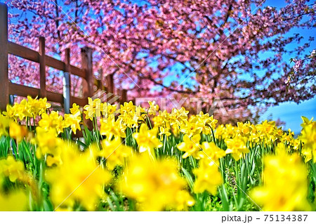 山口県熊毛郡・上関城山歴史公園 75134387