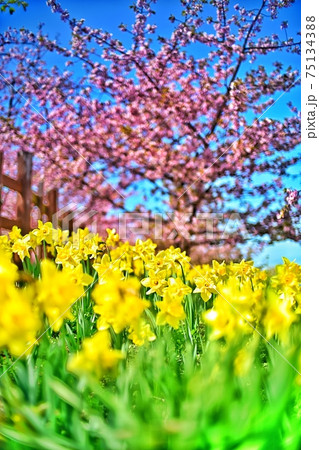 山口県熊毛郡・上関城山歴史公園 75134388
