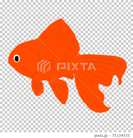 Illustration of Ryukin goldfish Illustration of Ryukin goldfish 75134535