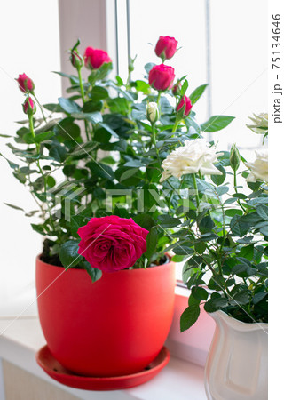 Red and white roses in pot stand on the windowsill on the balcony Red and white roses in pot stand on the windowsill on the balcony 75134646