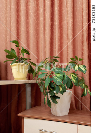 Green schefflera and ficus house plants in interior on terracotta drapery curtains background. Stylish home image with indoor plants. Trend hobby - house plants in interior. Home floral decor. Green schefflera and ficus house plants in interior on terracotta drapery curtains background. Stylish home image with indoor plants. Trend hobby - house plants in interior. Home floral decor. 75135163