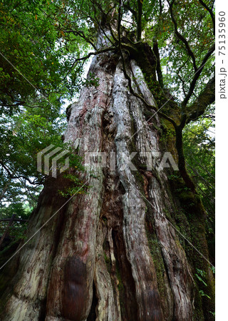 紀元杉、屋久島、鹿児島県 紀元杉、屋久島、鹿児島県 75135960