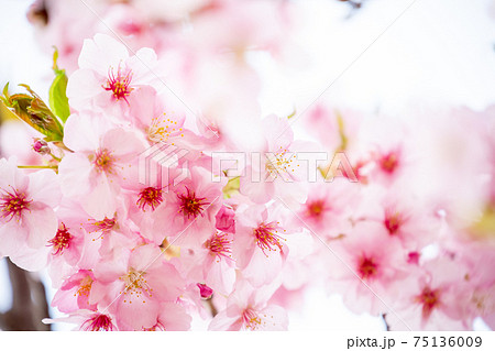 光に透けてさわやかな満開の桜の花 アップ一面 若葉の新芽あり の写真素材