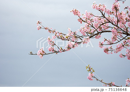 曇り空を背景にした満開の桜の枝ぶり 水墨画風構図 の写真素材