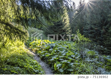 Sunny morning in Low Tatras mountains, Slovakia 75136902