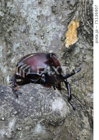 カブトムシ、昆虫採集、夏休み 75136907
