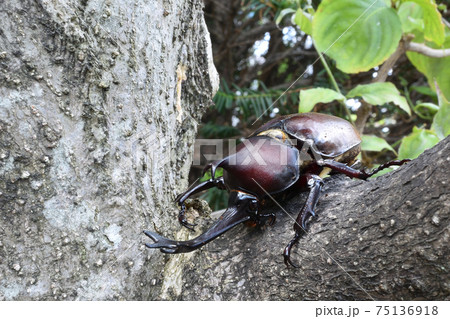 カブトムシ、昆虫採集、夏休み カブトムシ、昆虫採集、夏休み 75136918