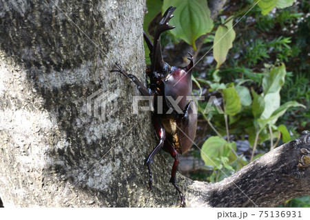 カブトムシ、昆虫採集、夏休み カブトムシ、昆虫採集、夏休み 75136931