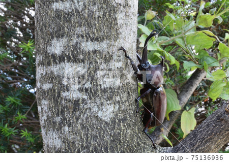 カブトムシ、昆虫採集、夏休み 75136936