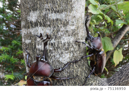 カブトムシ、昆虫採集、夏休み 75136950