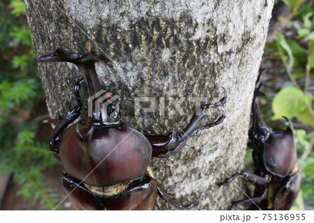 カブトムシ、昆虫採集、夏休み 75136955