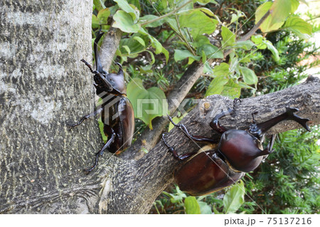 カブトムシ、昆虫採集、夏休み 75137216