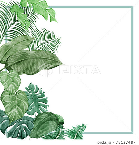 熱帯植物トロピカルフレームデコレーションのイラスト素材