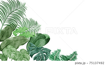熱帯植物トロピカルフレームデコレーションのイラスト素材