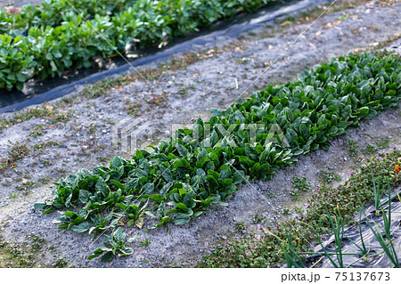 畑　冬野菜 75137673