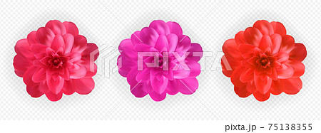 Set of Colorful naturalistic blossoming pink, red and purple camellia flower on tranparent background. Vector Illustration 75138355