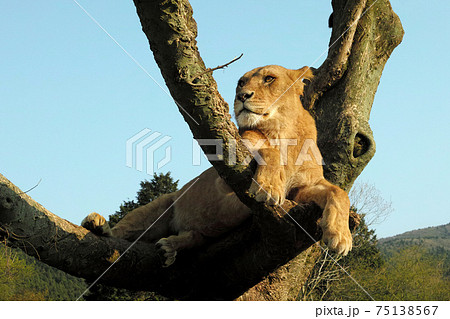 王者の風格でくつろぐライオンの写真素材