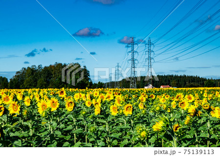 Field of blooming sunflowers on a background of blue sky and power line Field of blooming sunflowers on a background of blue sky and power line 75139113