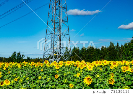 Field of blooming sunflowers on a background of blue sky and power line Field of blooming sunflowers on a background of blue sky and power line 75139115