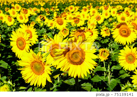 Big field of blooming yellow sunflowers at summer Big field of blooming yellow sunflowers at summer 75139141