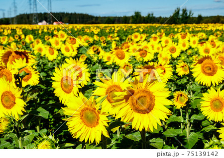 Field of blooming sunflowers on a background of blue sky and power line Field of blooming sunflowers on a background of blue sky and power line 75139142