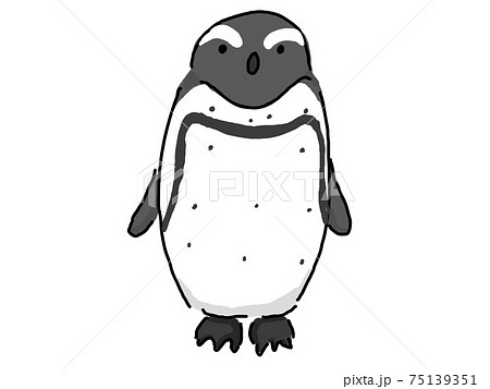 ケープペンギン 75139351