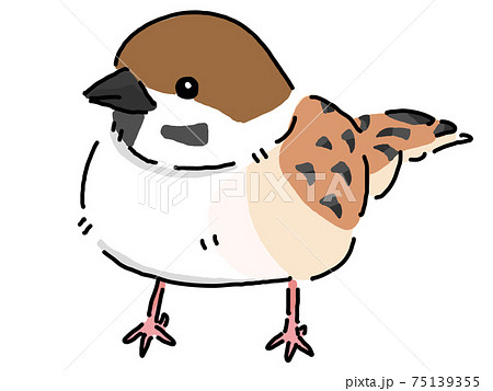 Sparrow Stock Illustration