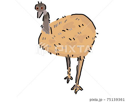 Emu - Stock Illustration [75139361] - PIXTA